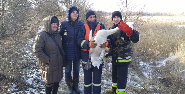 Лебідь вижив завдяки небайдужим жителям Рівненщини [ВІДЕО]