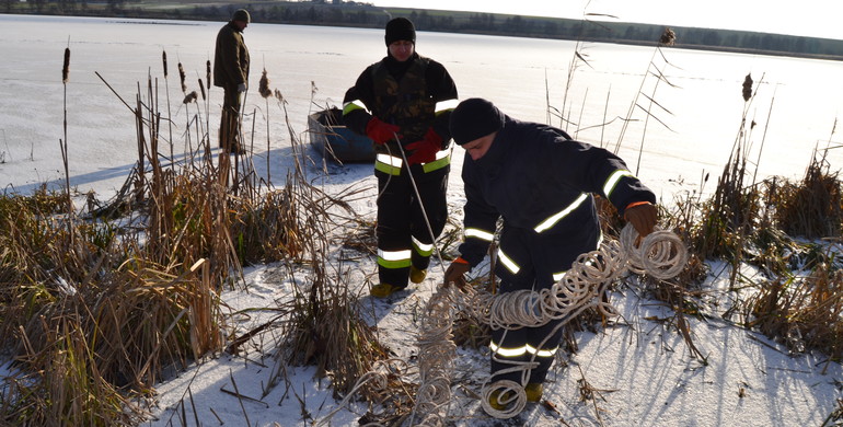 Лебідь вижив завдяки небайдужим жителям Рівненщини [ВІДЕО]