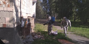 Рятувальники Рівненщини знешкодили шершнів, що оселились в школі
