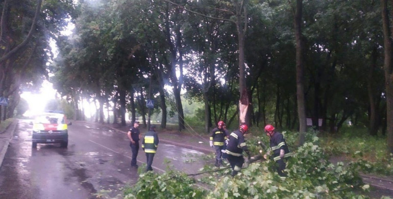 У Рівному через негоду повалилось дерево на дорогу (ФОТО)