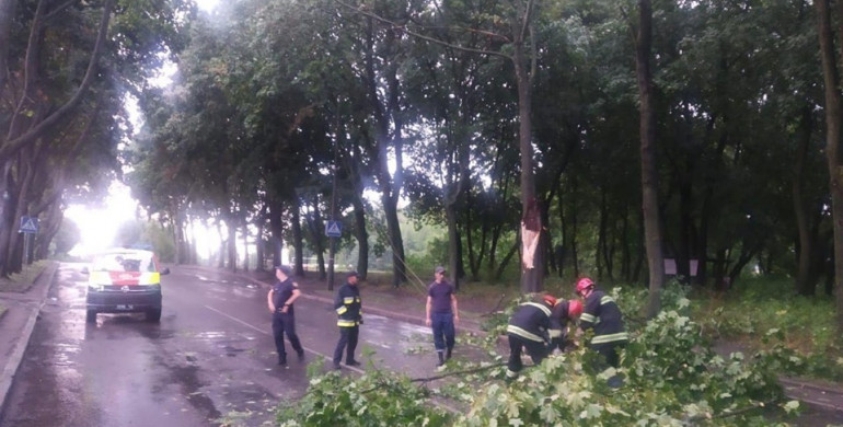 У Рівному через негоду повалилось дерево на дорогу (ФОТО)
