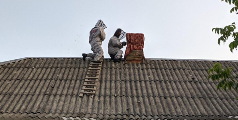 На Рівненщині рятувальники продовжують знищувати кубла небезпечних комах (ФОТО)