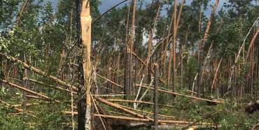 Негода на Рівненщині зіпсувала дерев на 100 мільйонів