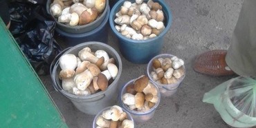По чому гриби на Рівненському ринку