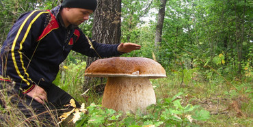 На Рівненщині знайшли гриба-патріота