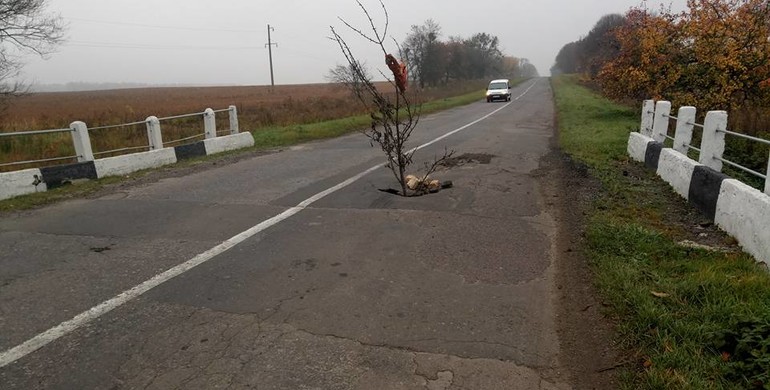 У Демидівці на Рівненщині посеред розбитої дороги "виросло" дерево