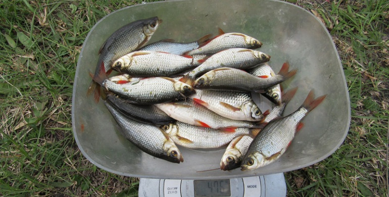 На Рівненщині спортивно ловили рибу