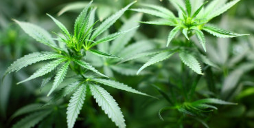 У Верховні Раді зареєстрували законопроєкт про легалізацію марихуанни