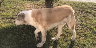 Рівненські патрульні розшукують господаря загубленої собаки (ФОТО) 