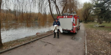 Рівненські рятувальники врятували лебедя в центрі міста
