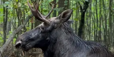 На Рівненщині рятували червонокнижного лося, який застряг у болоті