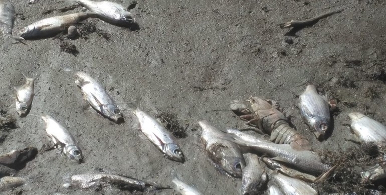 На Рівненщині орендар ставка спричинив загибель тисяч рибин і екологічну катастрофу