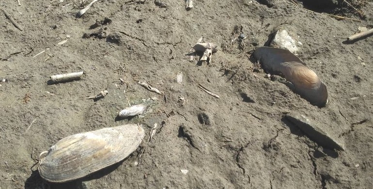 На Рівненщині орендар ставка спричинив загибель тисяч рибин і екологічну катастрофу