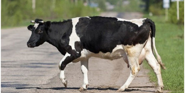 У ДТП на Рівненщині загинуло чотири... корови
