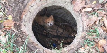 У Дубно рятувальники дістали пса з двохметрового колодязя (ФОТО)