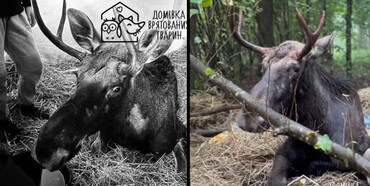 У Львові помер червонокнижний лось, якого раніше врятували із болота на Рівненщині: Серце не витримало