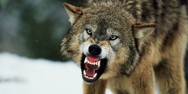На Рівненщині не можуть оговтатись від нападу скаженого вовка