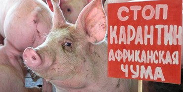 На приватному господарстві села Кустин Рівненського району підтвердили африканську чуму свиней