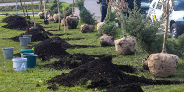 «Висадити мільйон дерев за добу»: рівнян запрошують долучитись до Всеукраїнської акції