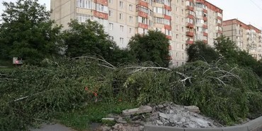 Варварство чи благоустрій:  чому на вулиці Макарова у Рівному вирізають здорові дерева?