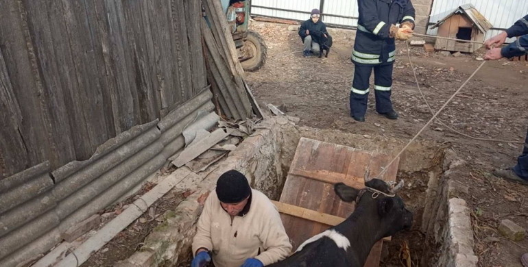 На Рівненщині рятували корову, яка впала в яму (ФОТО)