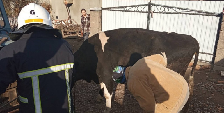 На Рівненщині рятували корову, яка впала в яму (ФОТО)