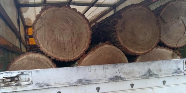 У Зарічному поліцейські встановлюють законність перевезення деревини