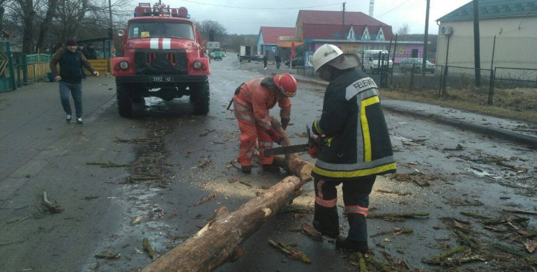 На Рівненщині величезне дерево впало і перекрило дорогу (ФОТО)