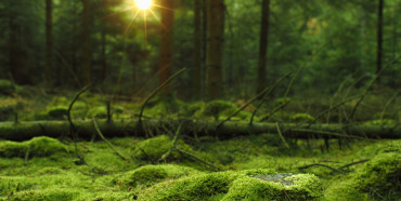 Лісові ресурси області поповнили місцеві бюджети Рівненщини на 128 мільйонів