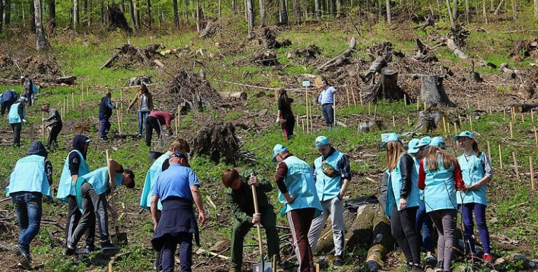 Лісники Рівненщини висадили 11 мільйонів нових саджанців