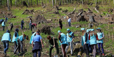 Лісники Рівненщини висадили 11 мільйонів нових саджанців