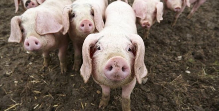 На Рівненщині через африканську чуму знищують свиней