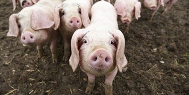 На Рівненщині через африканську чуму знищують свиней