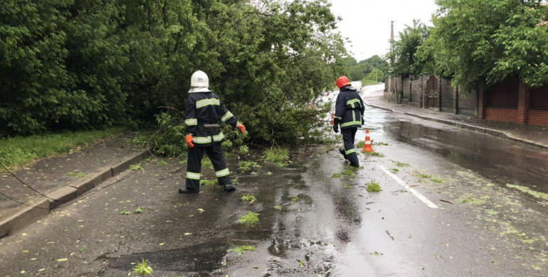 У Рівному негода повалила дерево прямо на дорогу (ФОТО)