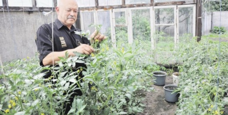 Відрада від держслужби: екс-сільський голова з Рівненщини почав вирощувати помідори