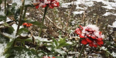 Перший сніг випав на Рівненщині 