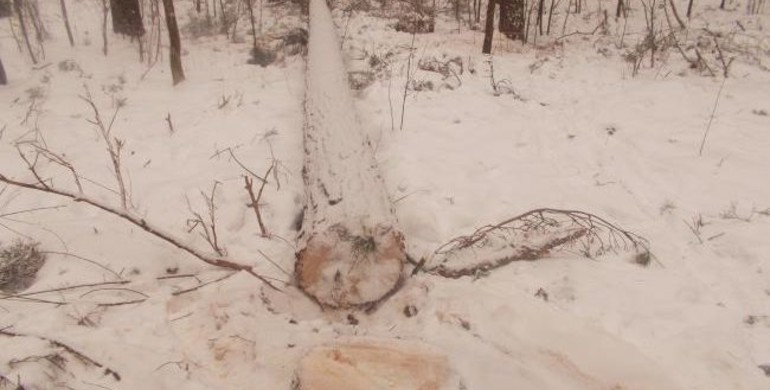 На Рівненщині лісівник отримав "по ребрах", коли застукав "на гарячому" чорних лісорубів
