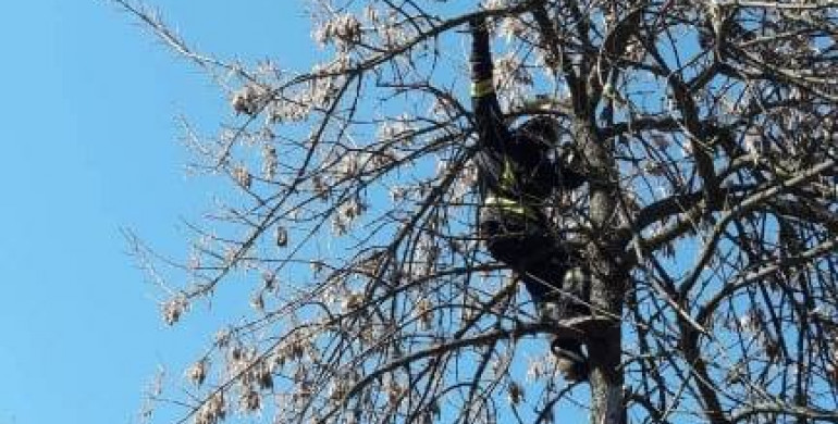 У Рівному рятувальники врятували кота, що чотири доби сидів на дереві