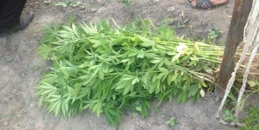 На Березнівщині чоловік вирощував коноплю в спеціально облаштованому парнику (ФОТО)