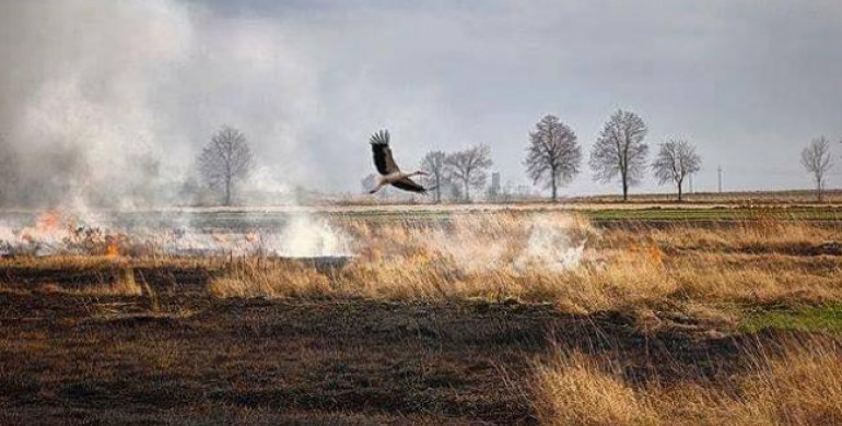 Рятувальники застерігають громадян не спалювати суху траву та рослинні залишки