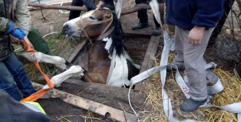 На Рівненщині діставали коня з силосної ями (ФОТО)