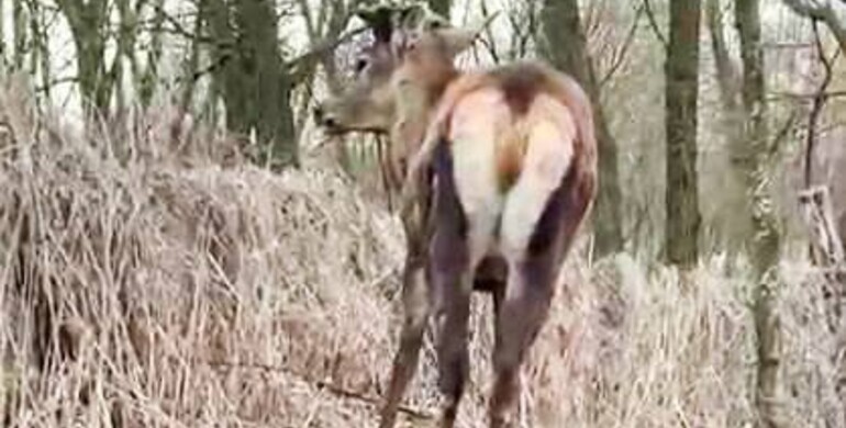 У Зарічному водійка збила оленя і втекла з місця ДТП