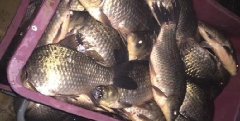 На Рівненщині конфіскували 56 кілограмів незаконно виловленої риби