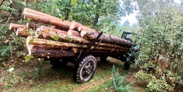 На Рівненщині продовжують незаконні рубки дерев