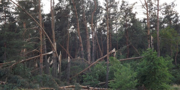 У Зарічному піщана буря повиривала дерева з корінням та позривала дахи ФОТО)