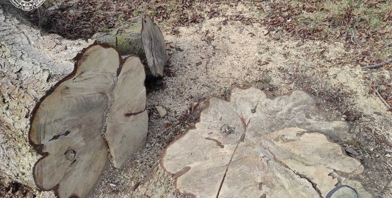 На Рівненщині ліснича організувала незаконну вирубку дерев саду