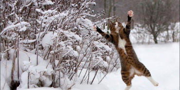 Сніг та ожеледиця: якою буде погода на Рівненщині найближчим часом