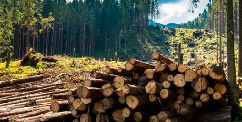 Рівненщина: за незаконну вирубку лісів відповідальні сплатять 164 тисяч штрафу
