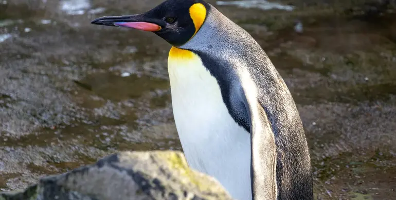 Імператорські пінгвіни опинилися під загрозою зникнення. Пташенята масово гинуть у воді