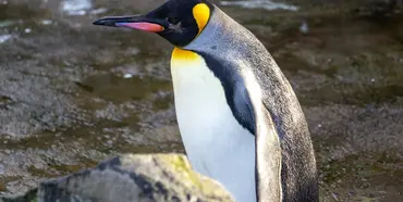 Імператорські пінгвіни опинилися під загрозою зникнення. Пташенята масово гинуть у воді